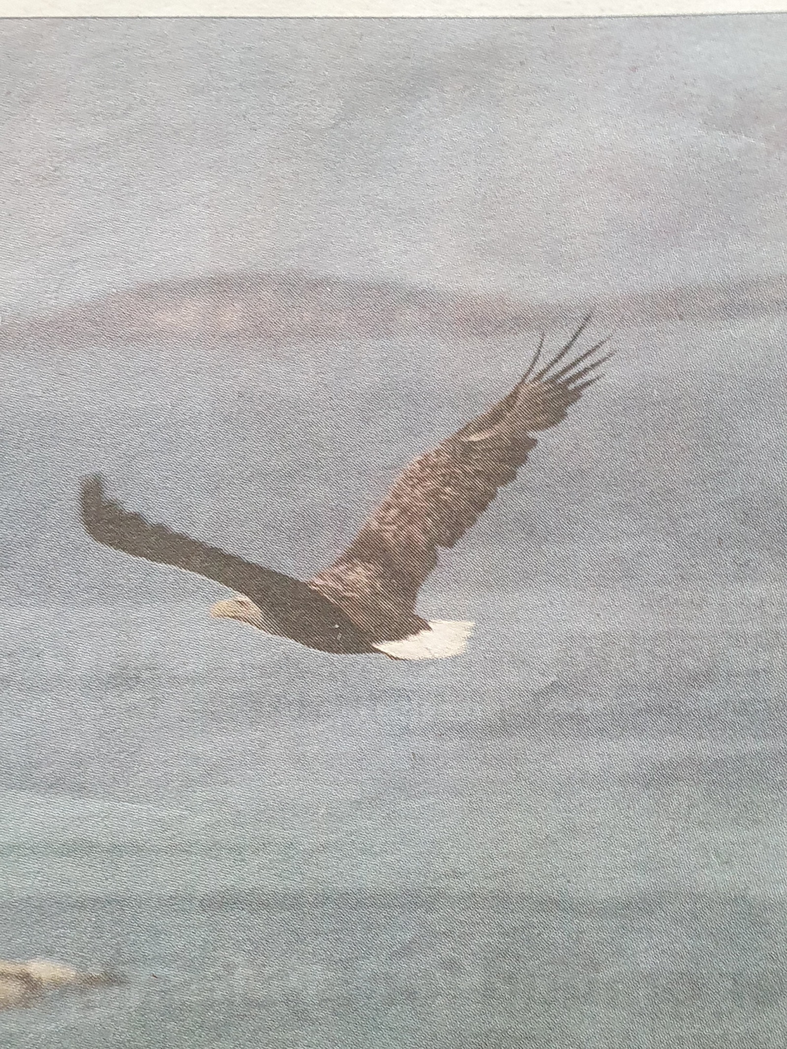 Mye ørn og se Galleribilde