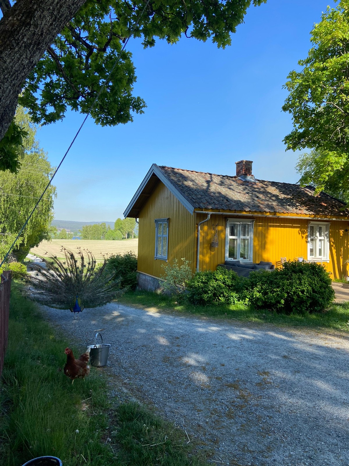 Se link i teksten for flere bilder Galleribilde