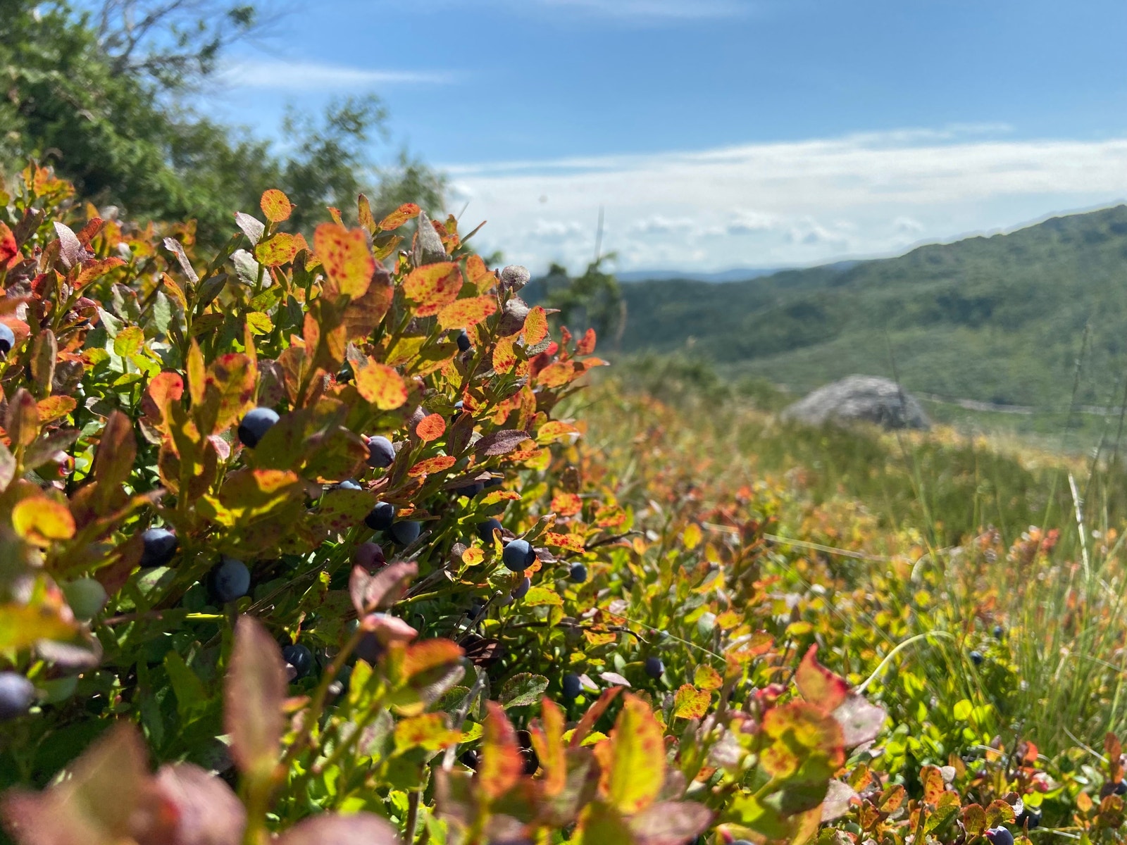 Nærområde Galleribilde