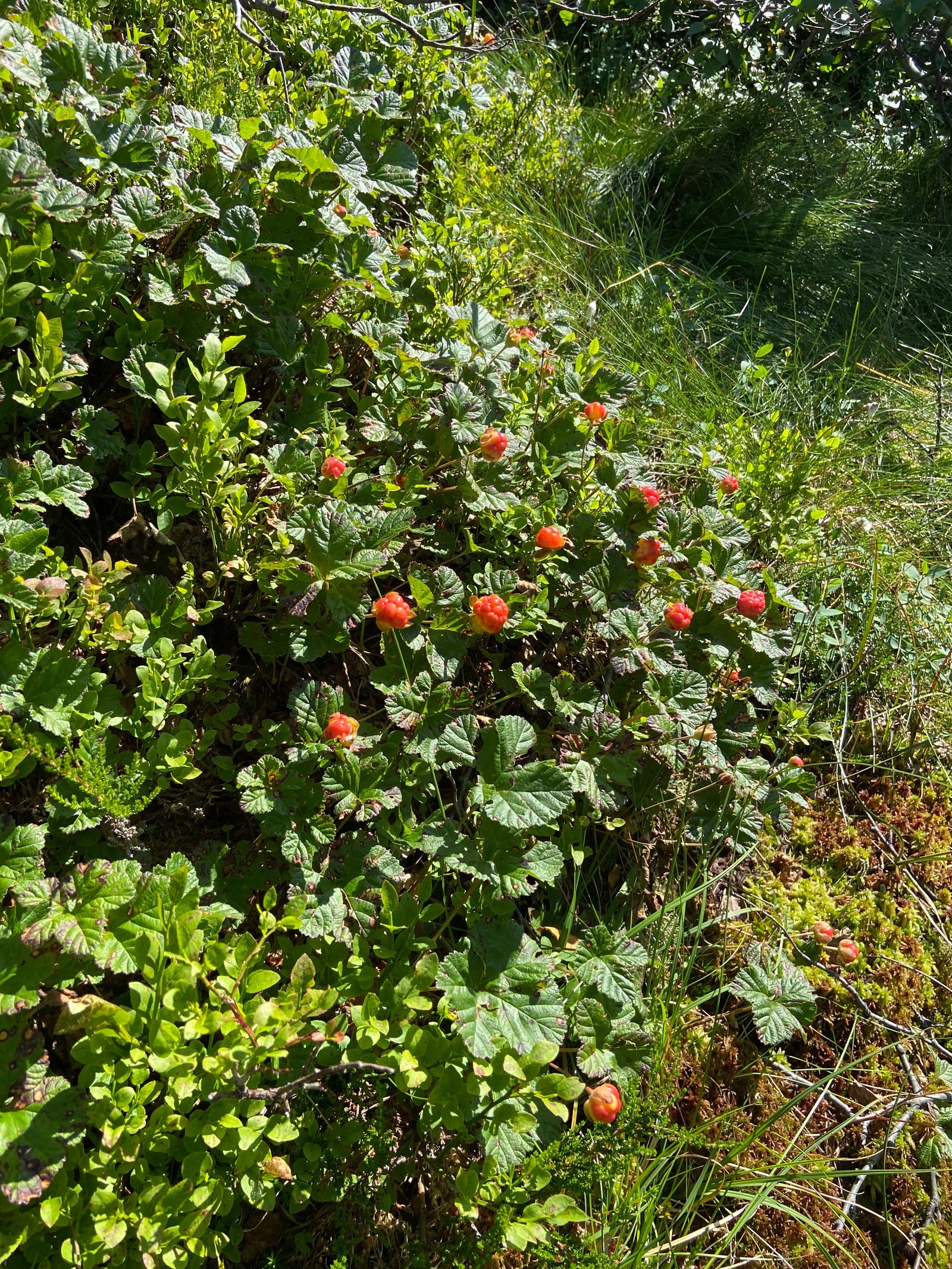 Nærområde Galleribilde