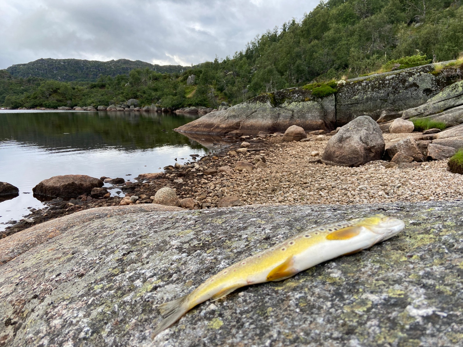 Nærområde Galleribilde