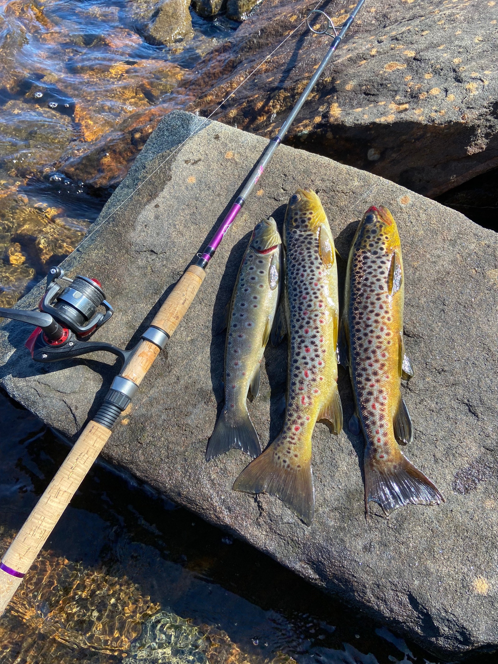 Nærområde Galleribilde