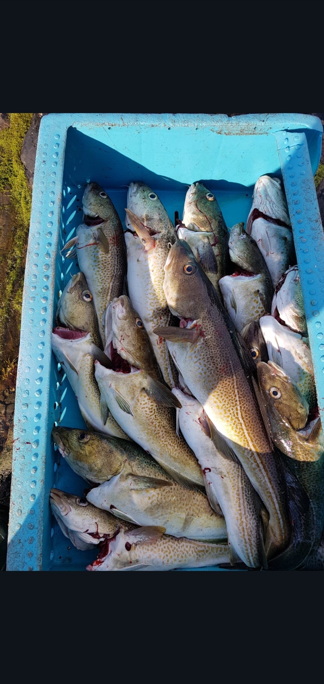 Gode fiske forhold på heimsjyen Galleribilde