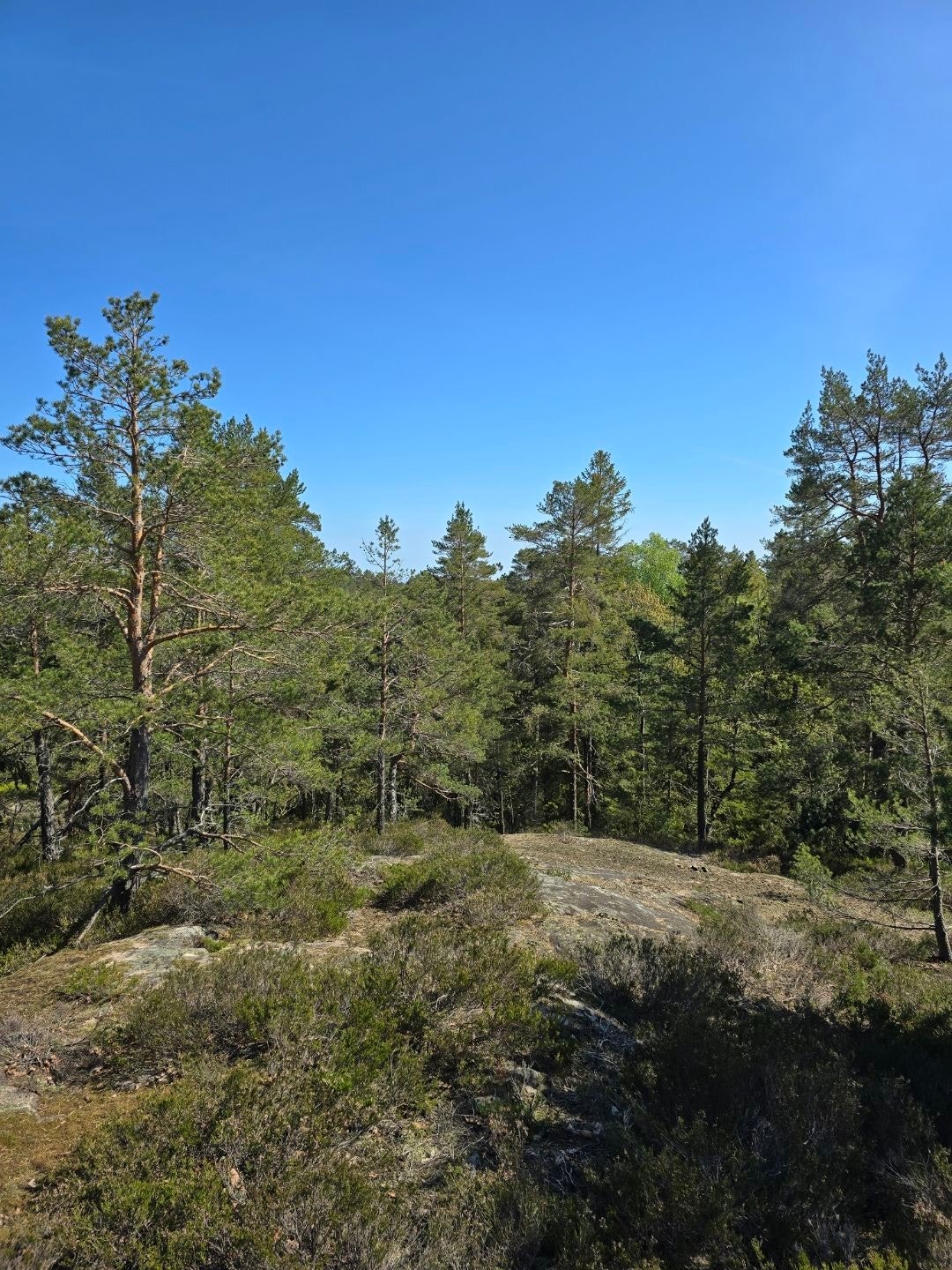 blidenye2 Galleribilde