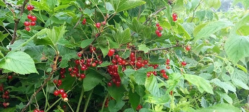 Plenty av solbær, bringebær og rips! Galleribilde