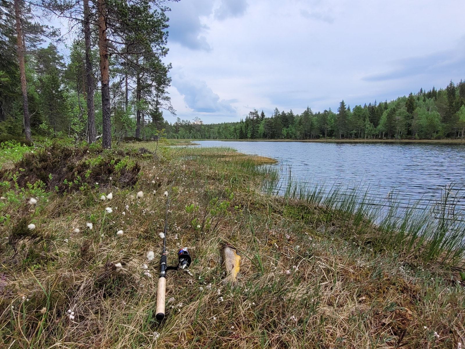 Pen ørret. Galleribilde