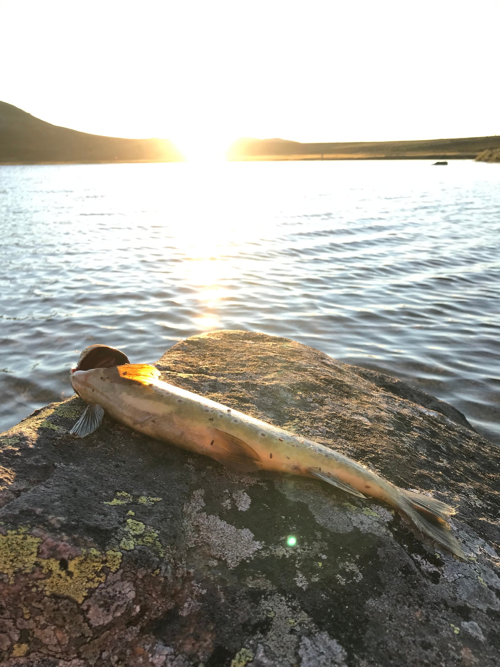 Mange flotte fiskevann, fiskekort kjøpes på Nærbutikken Galleribilde