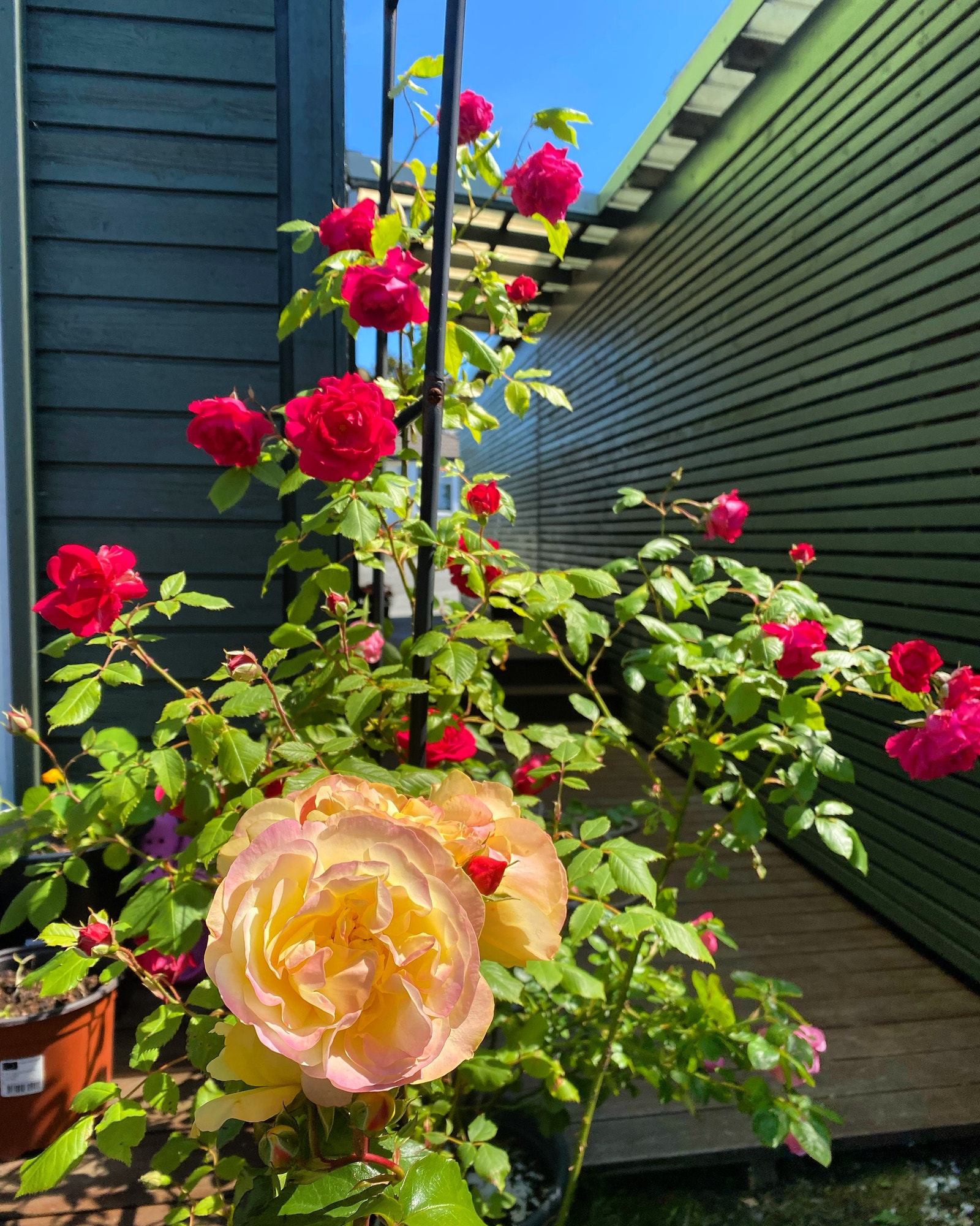 Flowers start booming in summer (Mid June) Galleribilde