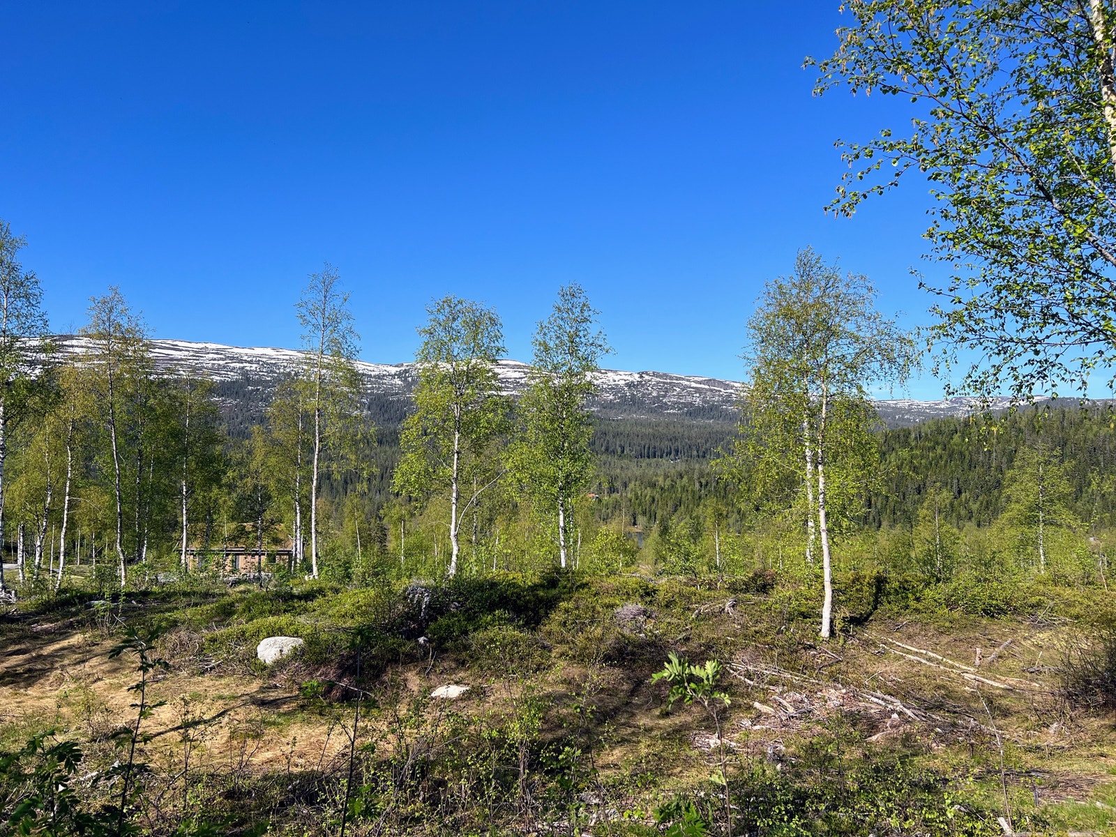 Tomt 136 - 4,2 dekar - kr. 990.000,- Galleribilde