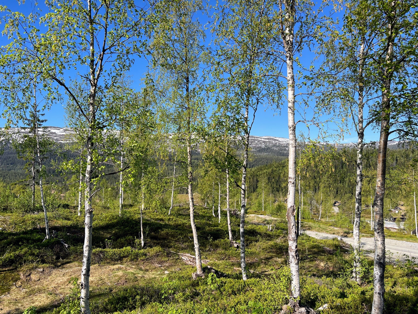 Tomt 139 - 3,0 dekar - kr 880.000,- Galleribilde