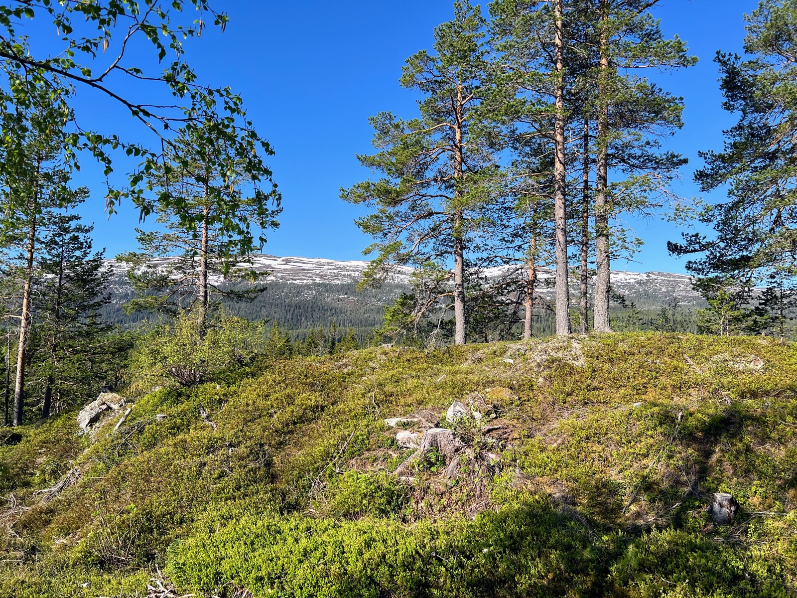 Tomt 125 - 3,0 dekar - kr 810.000,- Galleribilde