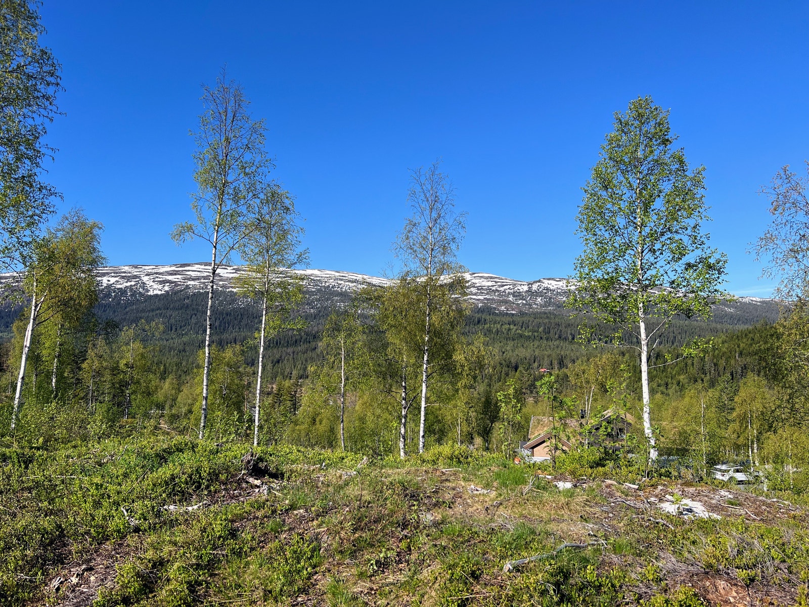 Tomt 130 - 3,6 dekar - tuntomt kr 1.030.000,- Galleribilde