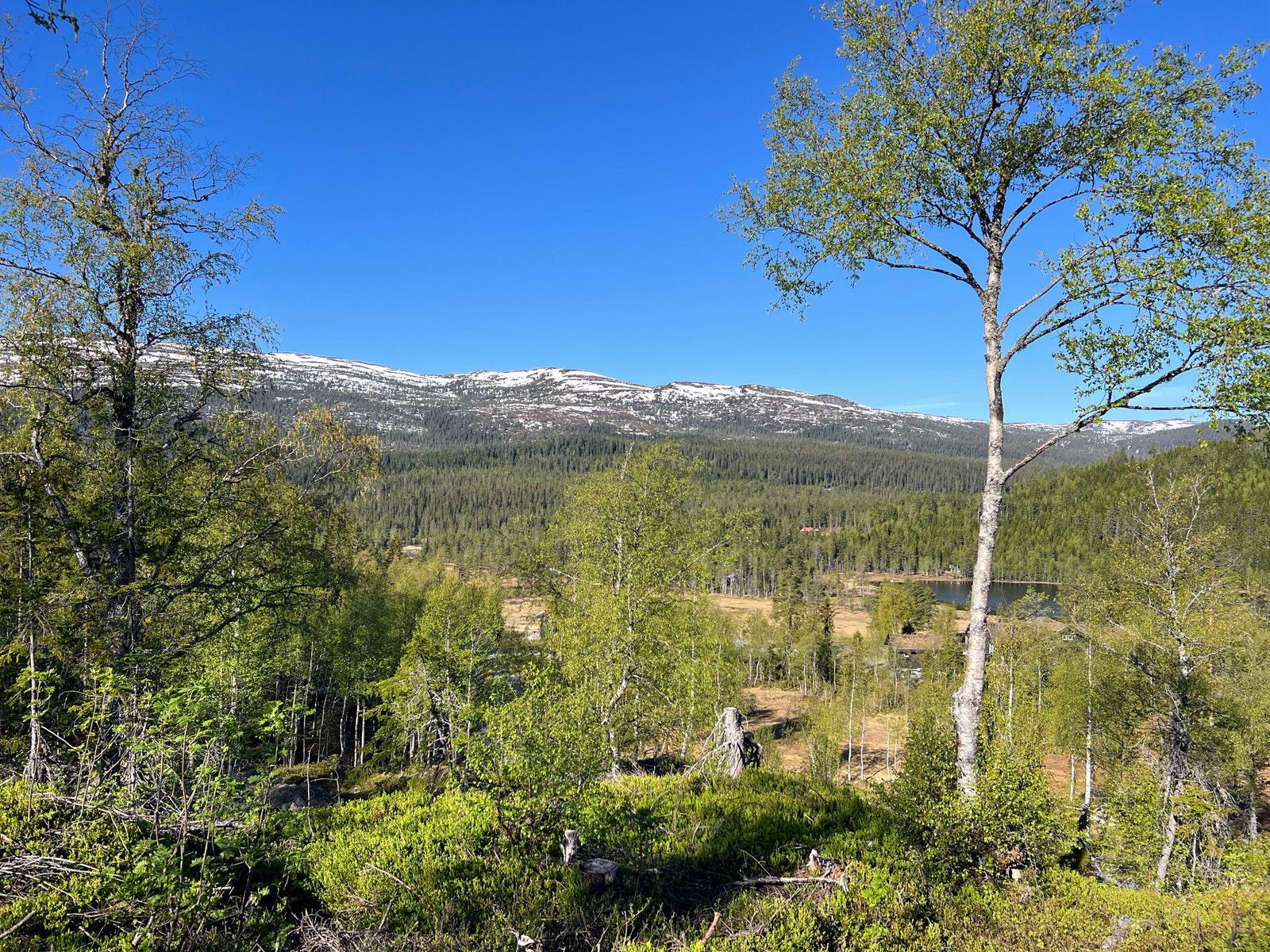 Tomt 127 - 4,3 dekar - tuntomt kr 1.010.000,- Galleribilde