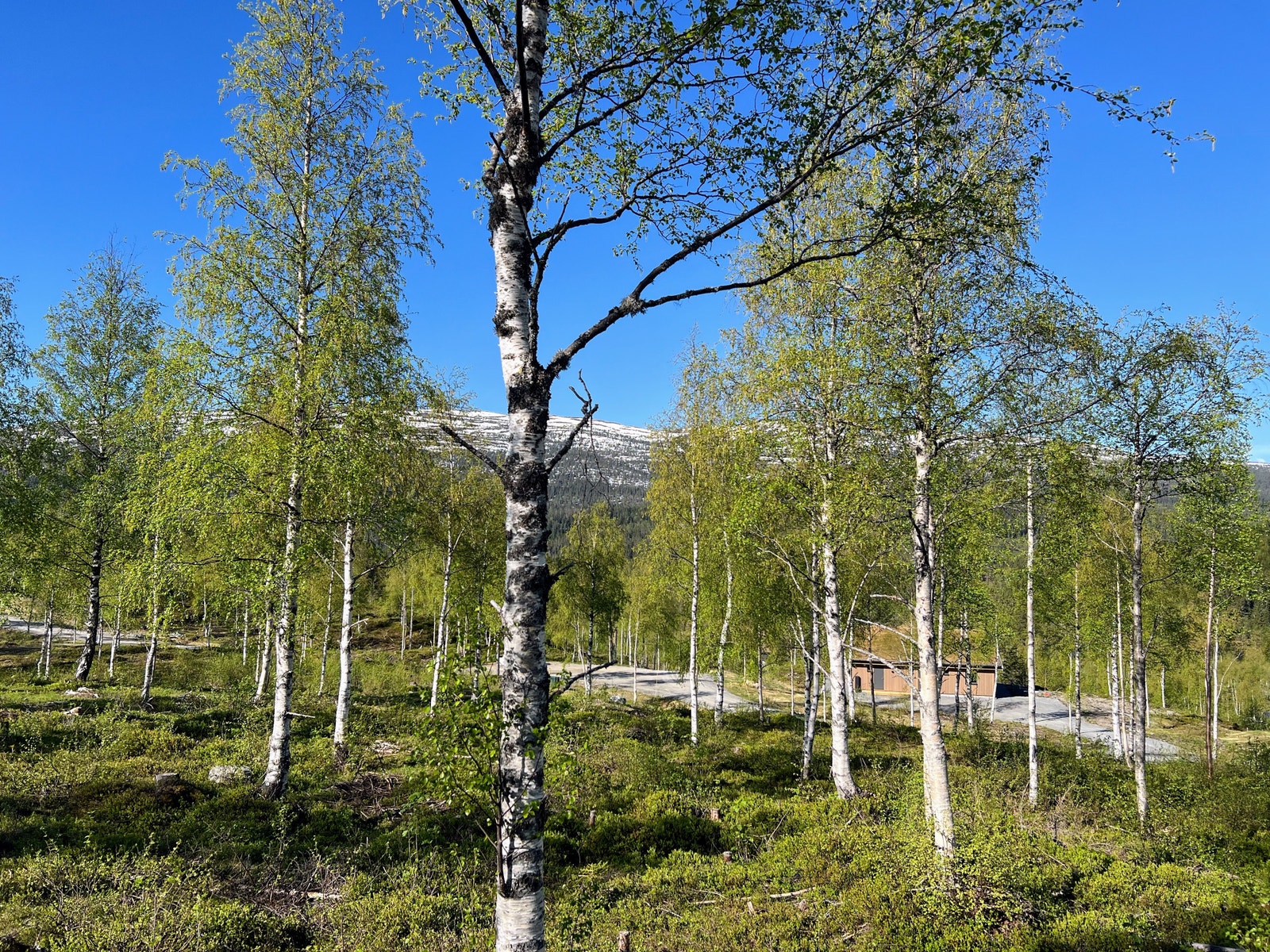 Tomt 135 - 3,9 dekar - kr 920.000,- Galleribilde