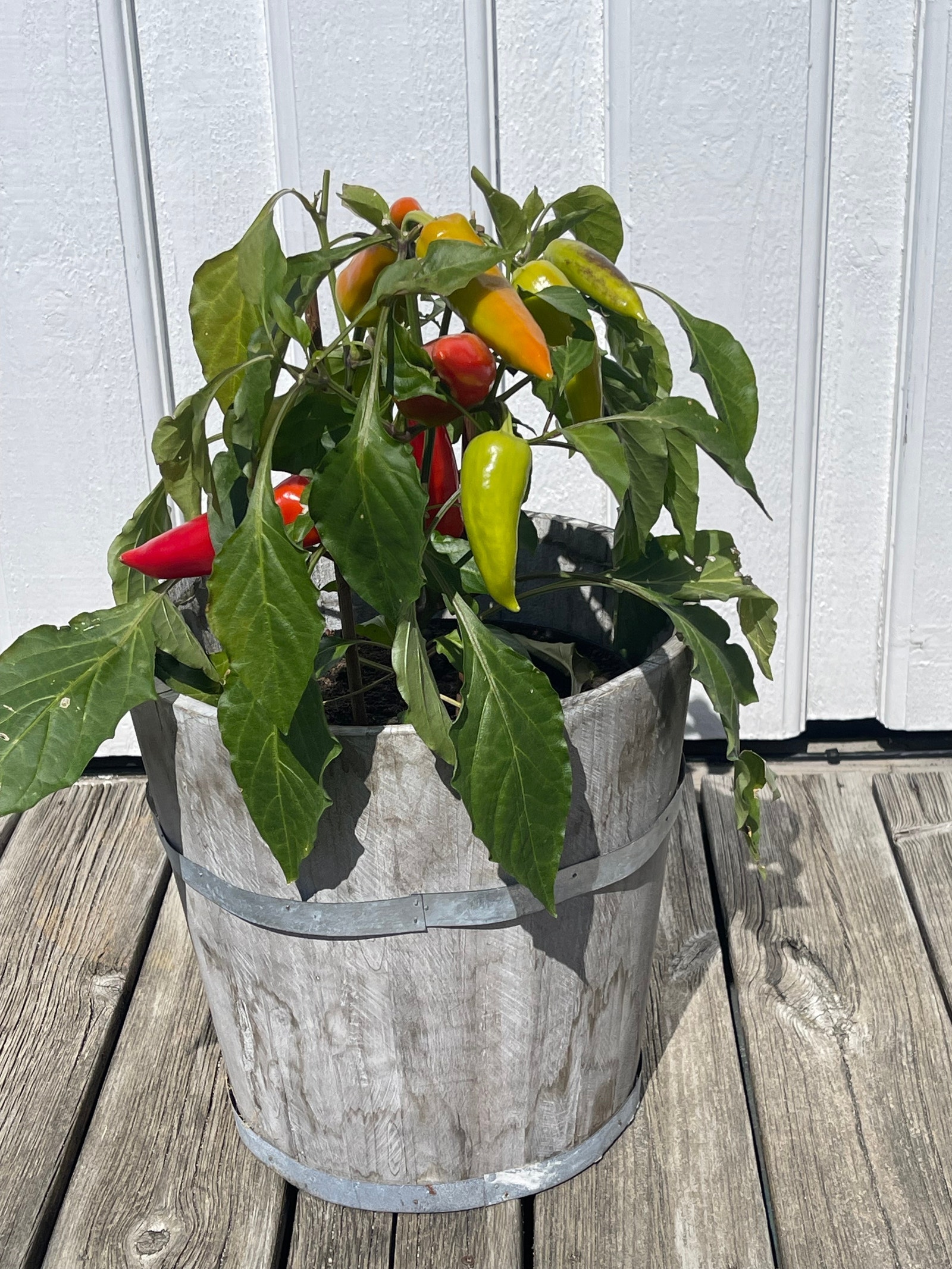 Chili på verandaen Galleribilde
