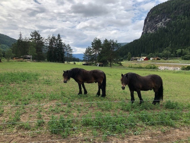 Foto fra en av nabogårdene Galleribilde