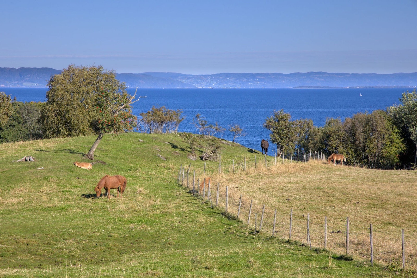 Idyllisk nærområde med dyr, grøntområder og sjø. Galleribilde