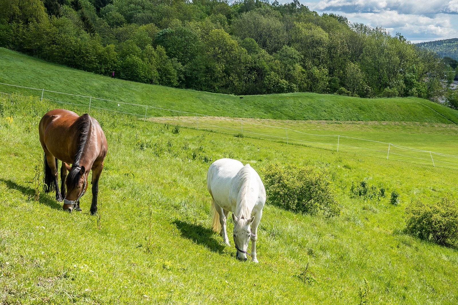 Hester fra Årvoll gård på beite Galleribilde