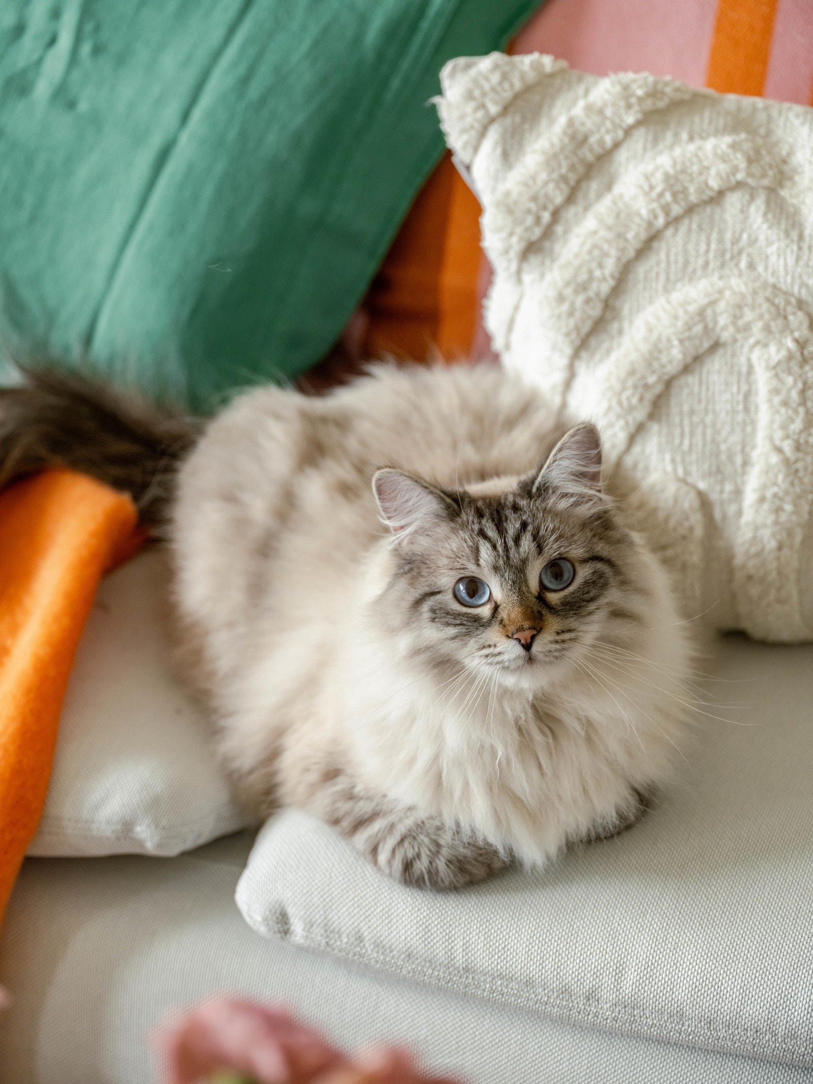 Katten Sofus kan også stolt informere om at dyrehold er tillatt i borettslaget. Galleribilde
