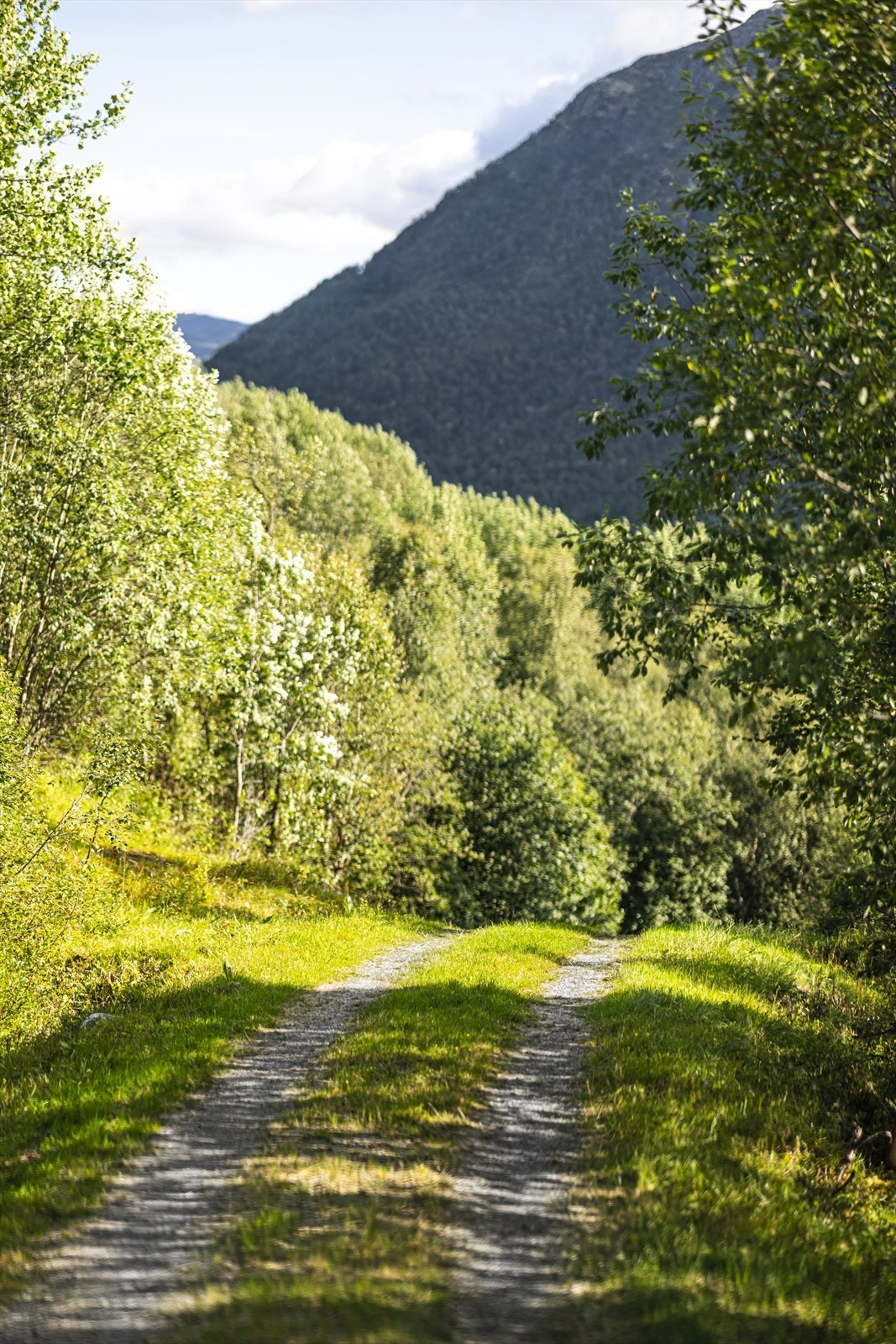 Veien opp til eiendommen! Galleribilde