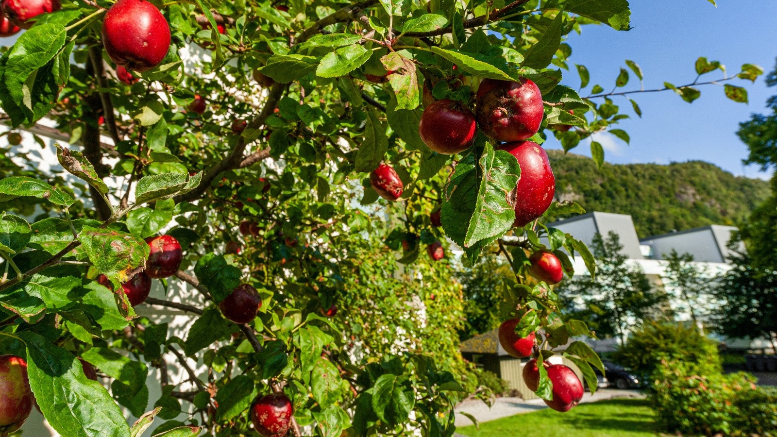 Gode epler fra egen hage Galleribilde