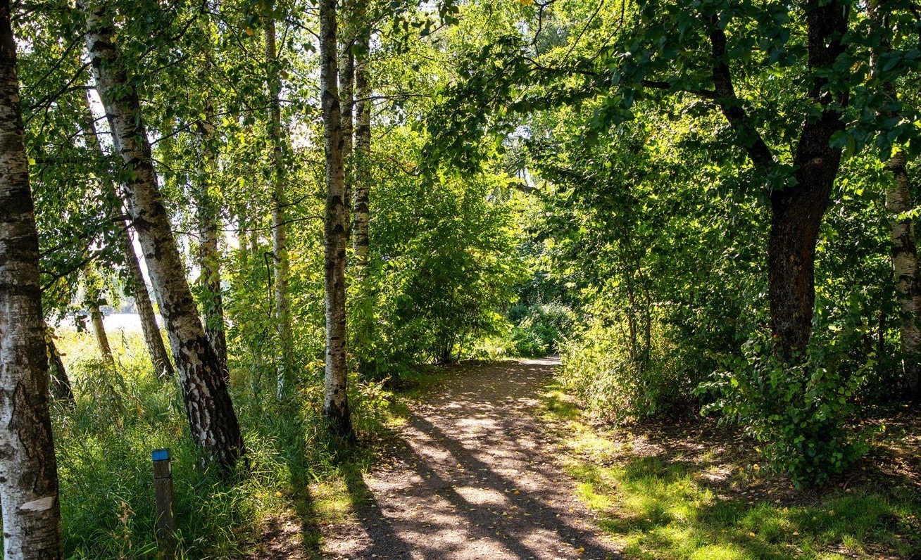 Turstier på Kalvøya Galleribilde