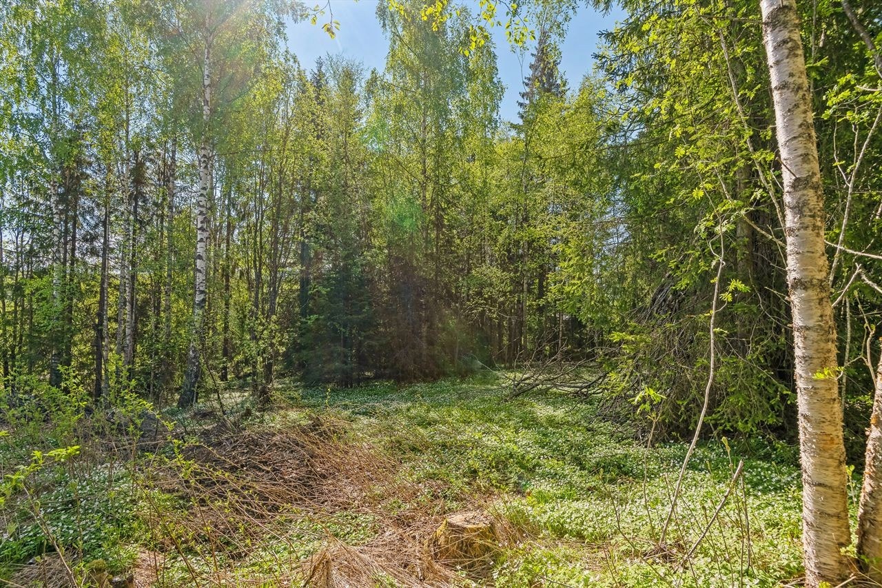 Tomten er vokst igjen med trær og diverse vegetasjon Galleribilde