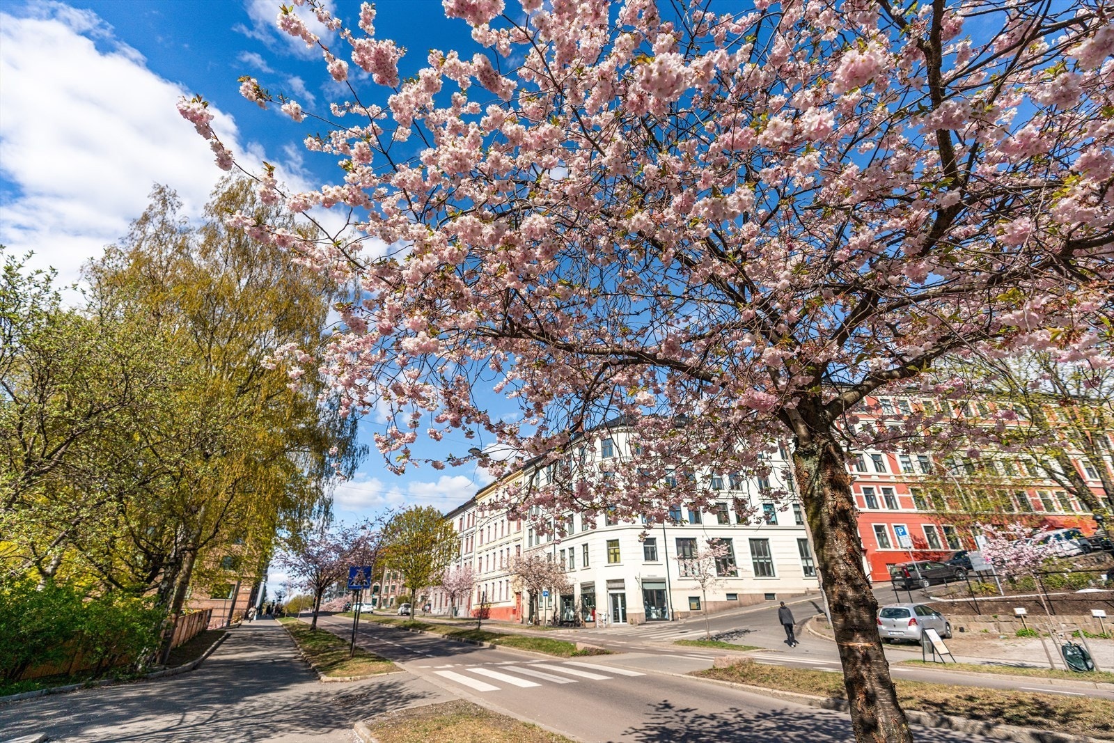 Nydelige Kirsbærtrær i Kjølberggata - de er i full blomst om dagen! Galleribilde