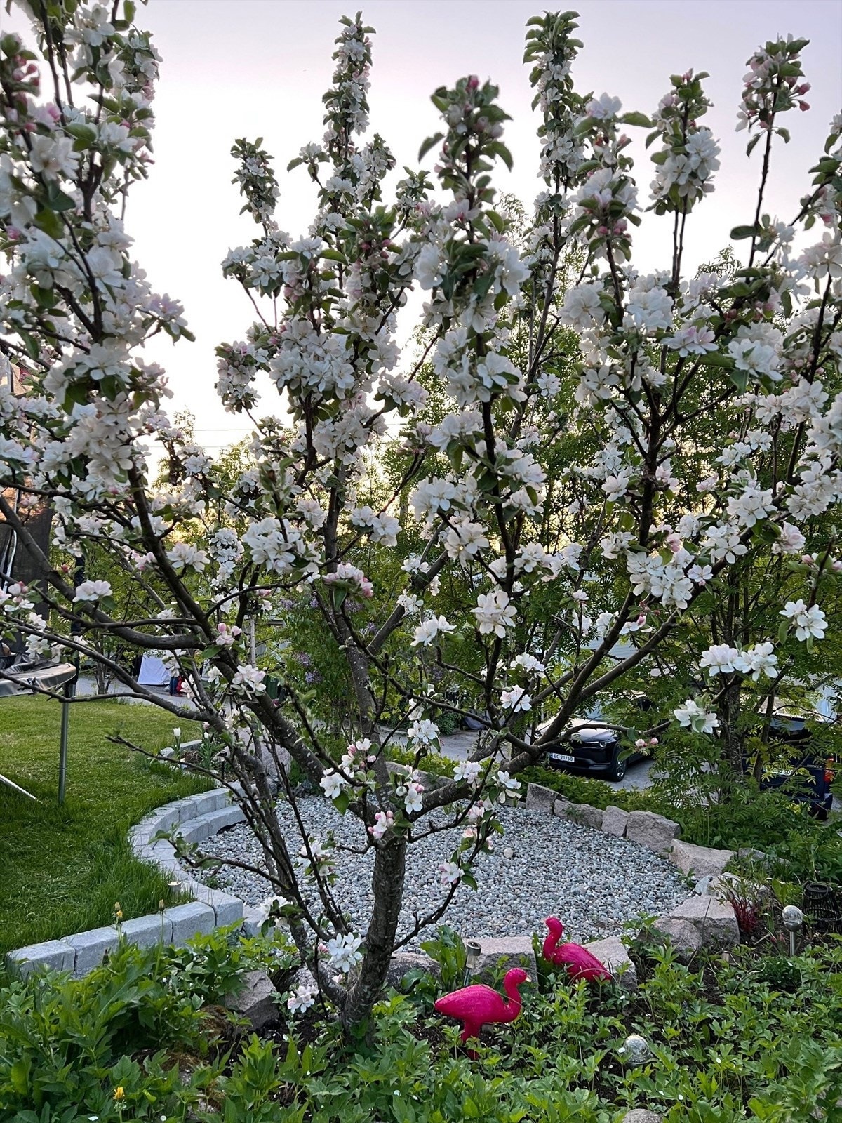 Selgers egne sommerbilder av hagen. Galleribilde