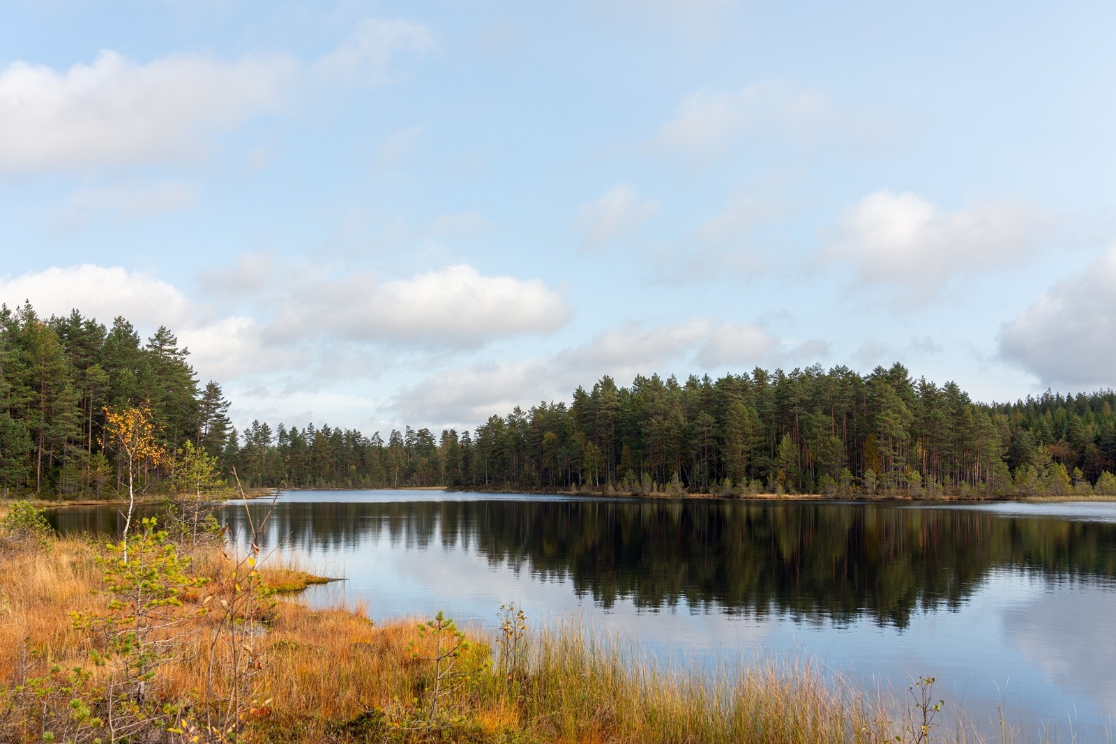 Auretjern. Galleribilde