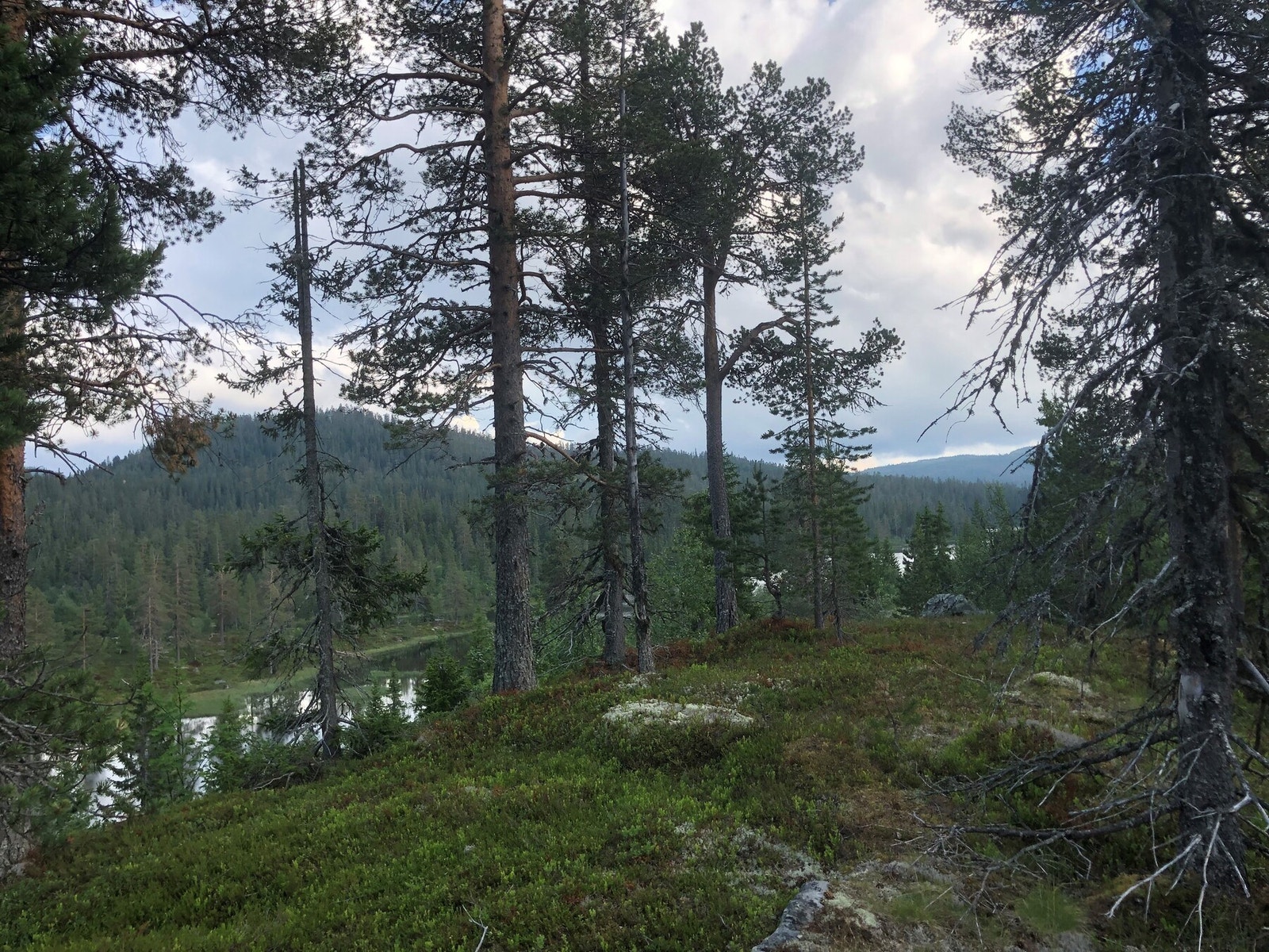 Svansvatn med Trillemarka bak fra tomta (retning sørøst) Galleribilde