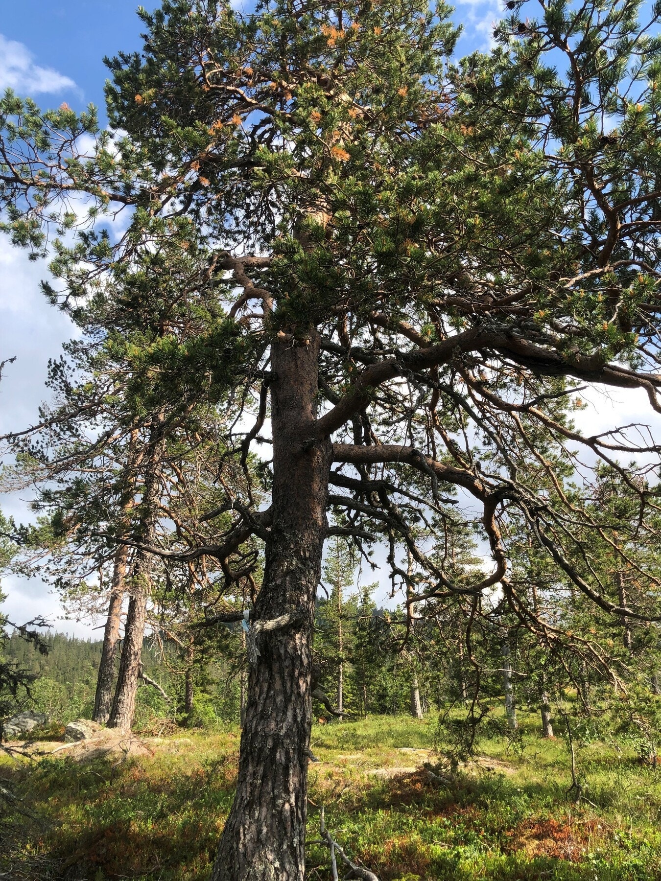 Flotte furutrær på tomta og i området rundt Galleribilde