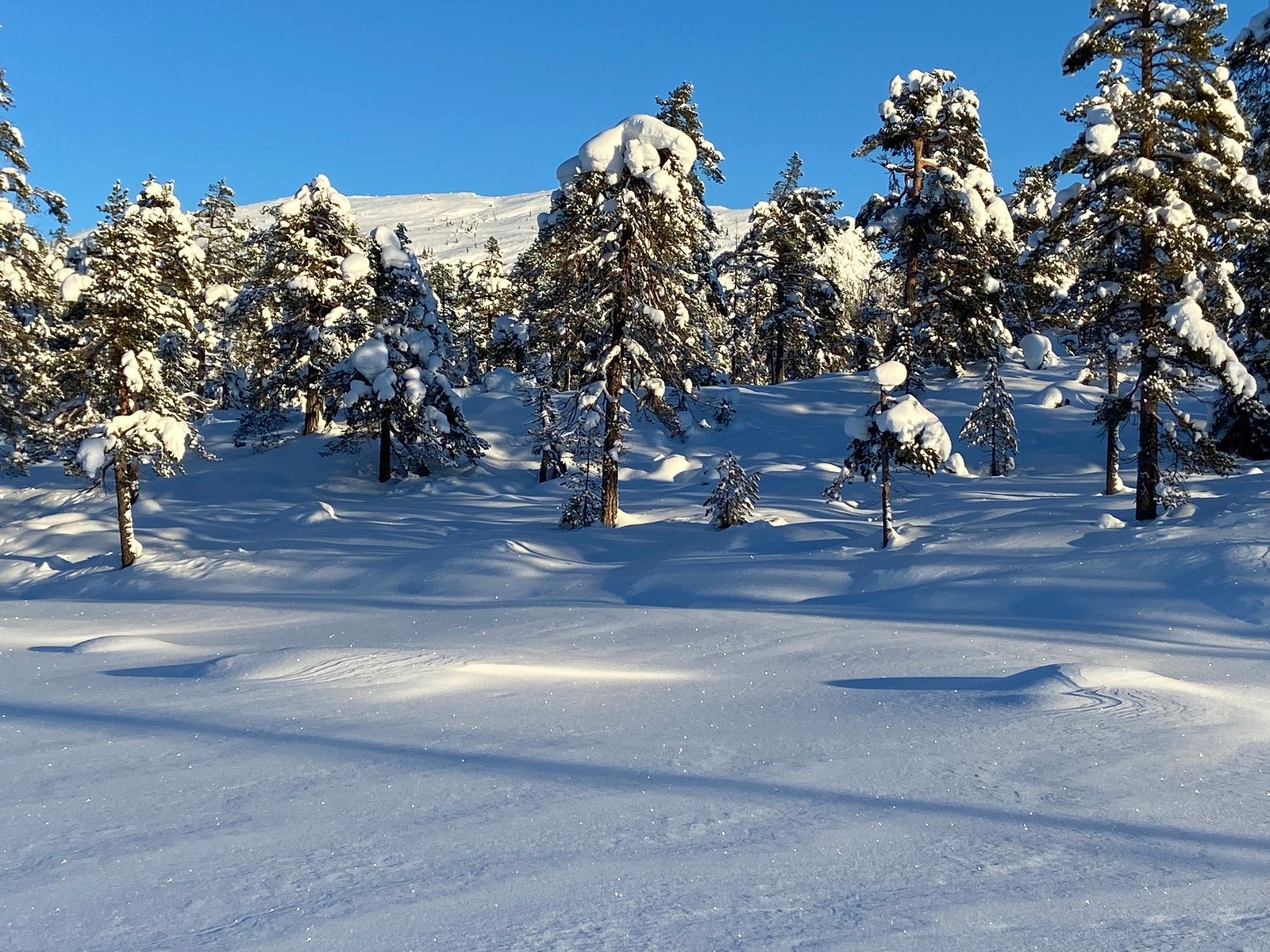 Tomta i vinterdrakt Galleribilde