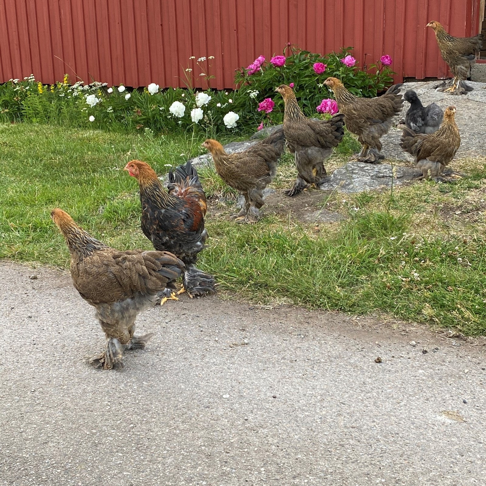 Drømmer du om frittgående høner og ferske egg til frokost?
(Selgers private bilde) Galleribilde