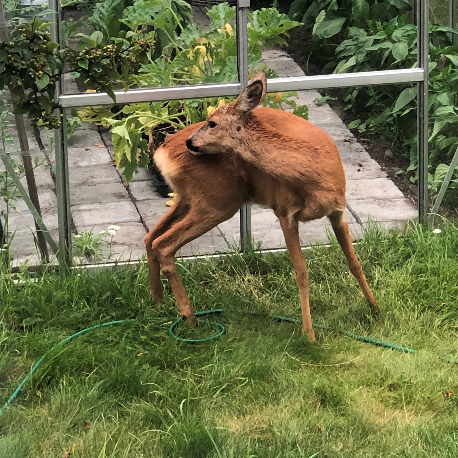 Drømmer du om rådyr i hagen?
(Selgers private bilde) Galleribilde