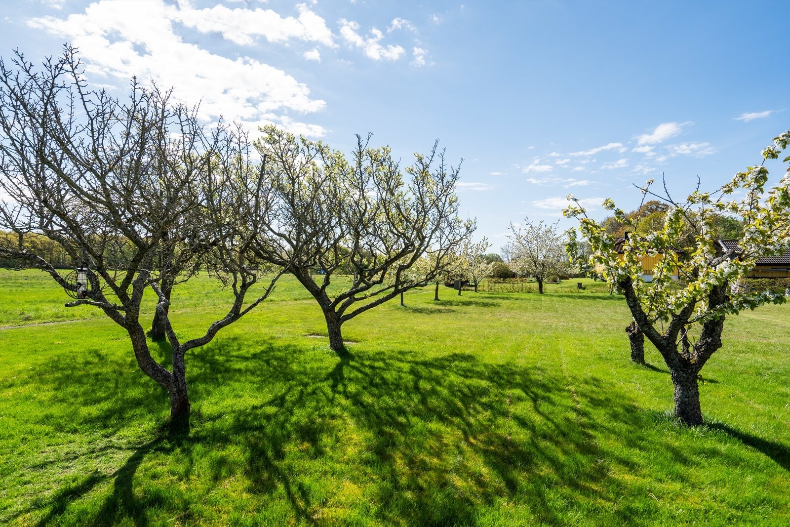 Nydelig idyllisk hage. Galleribilde