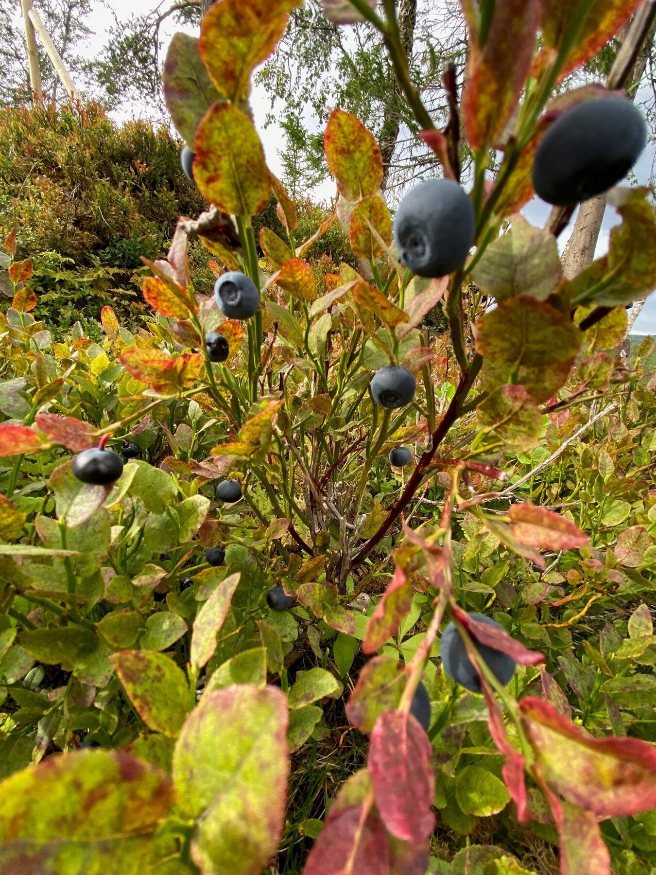 Flotte bærterreng i nærområdet. Galleribilde