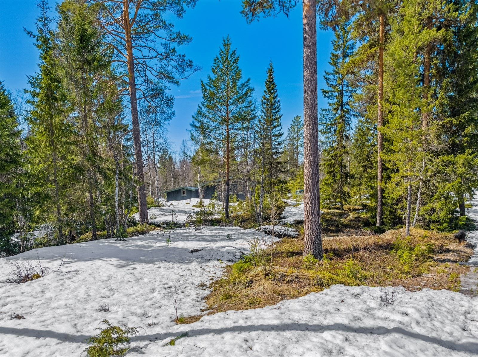 Tomten sett fra øst. Galleribilde