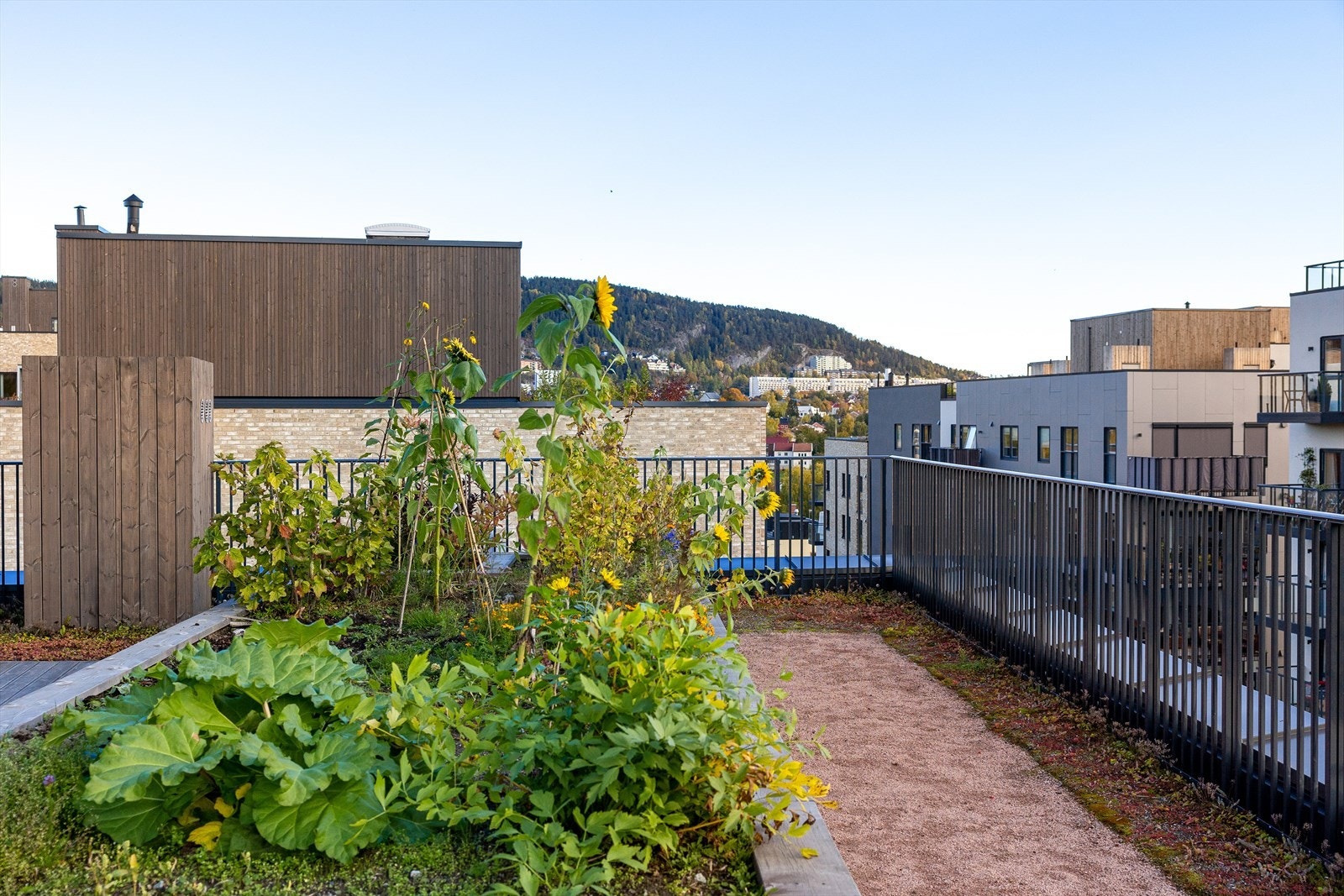 Felles takterrasse. Galleribilde