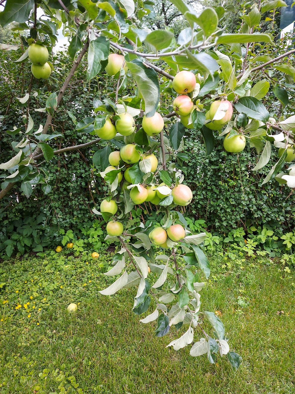 Nydelige gravenstensepler på ett av de 4 epletrærne (Selgers eget bilde). Galleribilde