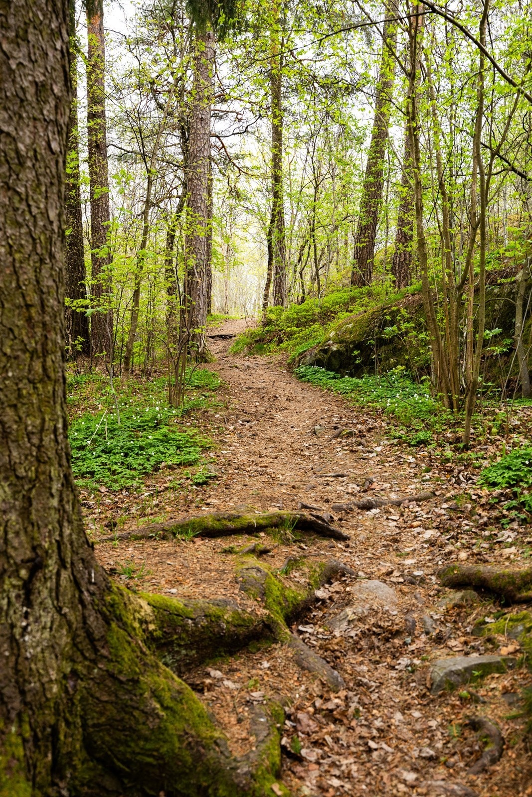 Hyggelig skogholt rett ved boligen til glede for store og små. Galleribilde