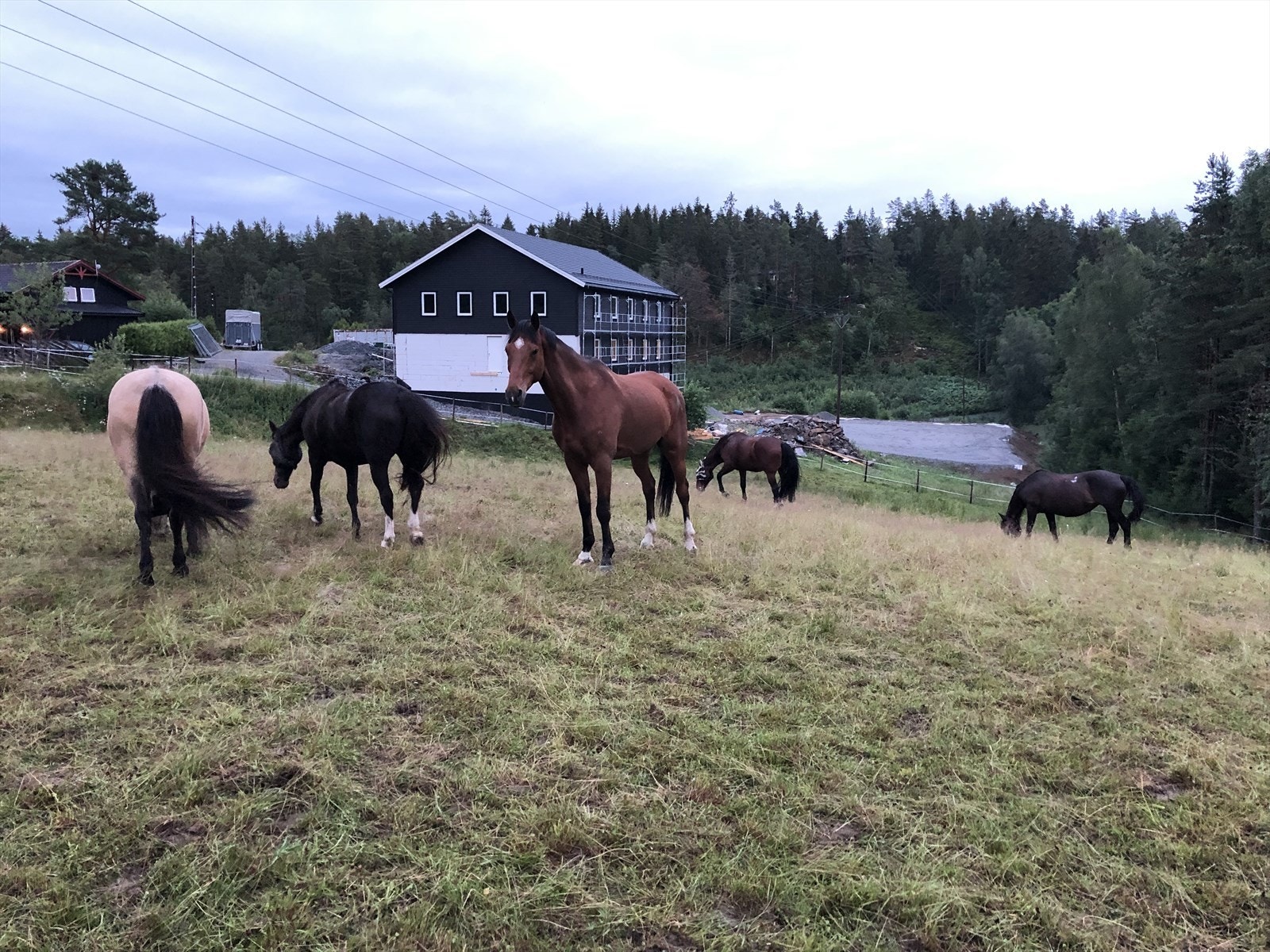 Selgers eget bilde fra beite. Galleribilde