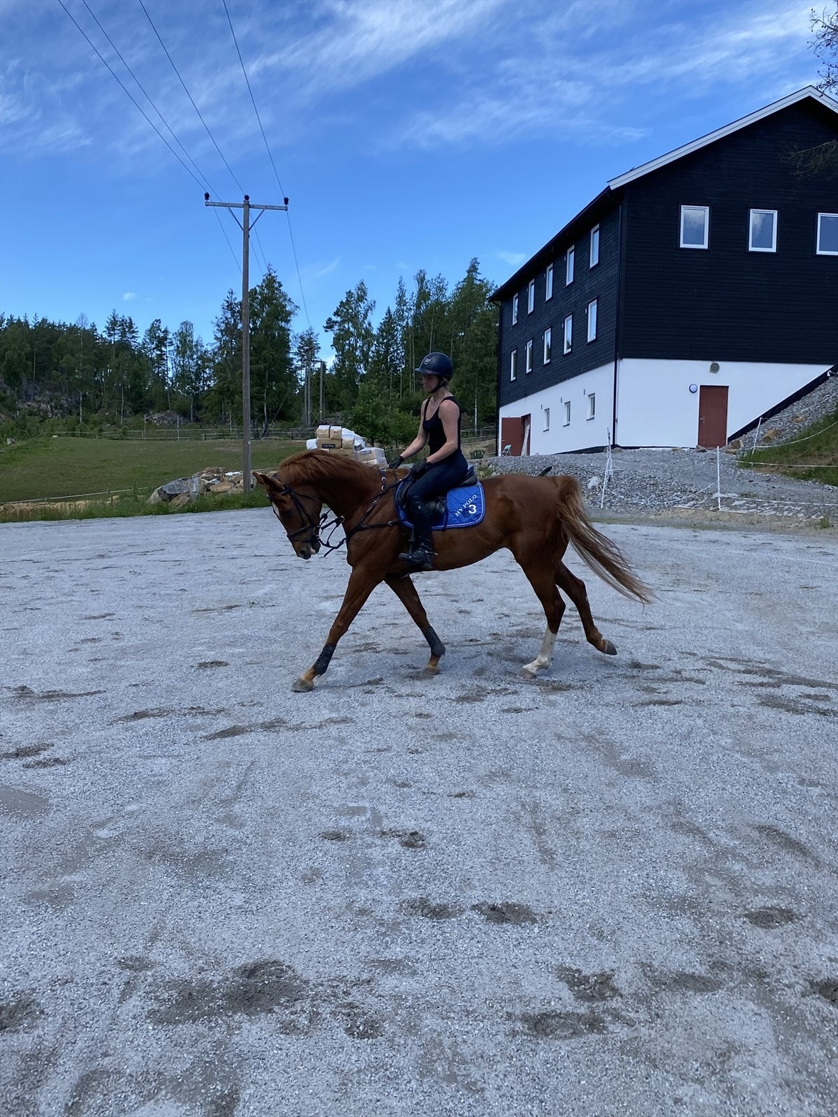 Selgers eget bilde Galleribilde