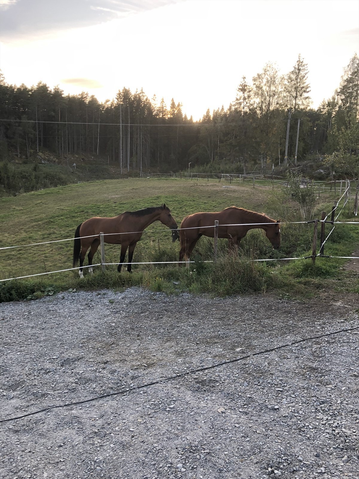 Selgers eget bilde Galleribilde