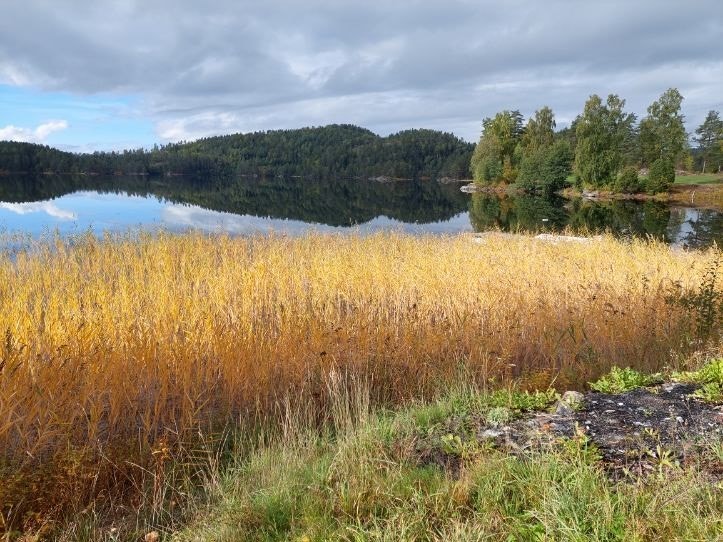 Vegår.jpg Galleribilde