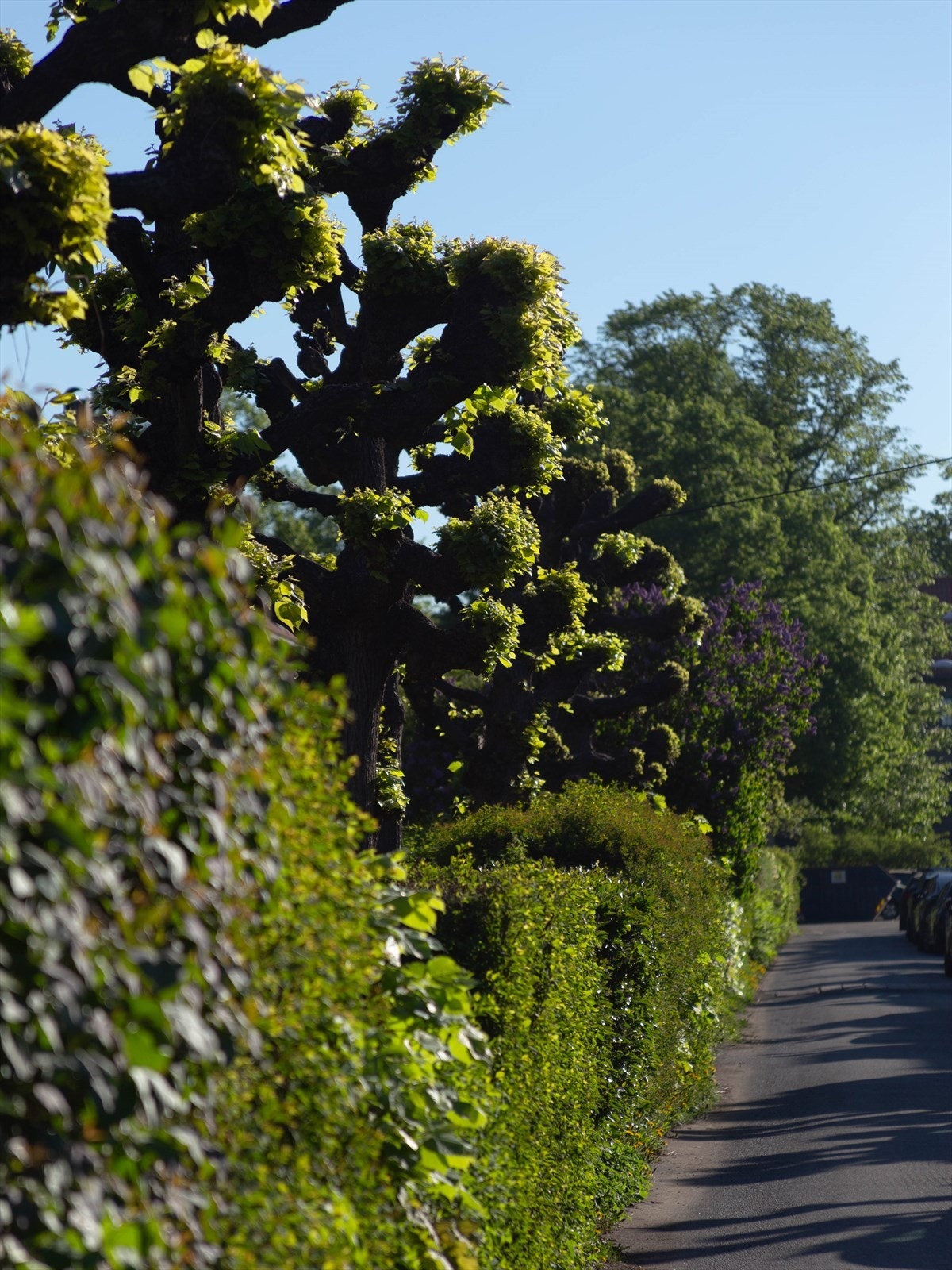 Hagebyen fremstår i dag som en frodig og landlig idyll sentralt i byen. Galleribilde