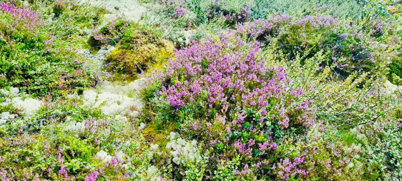 Selgers bilde Galleribilde