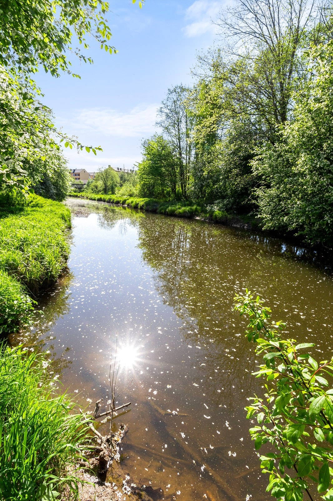 Utsikt mot naturskjønt område med vann og rikelig med vegetasjon. Galleribilde