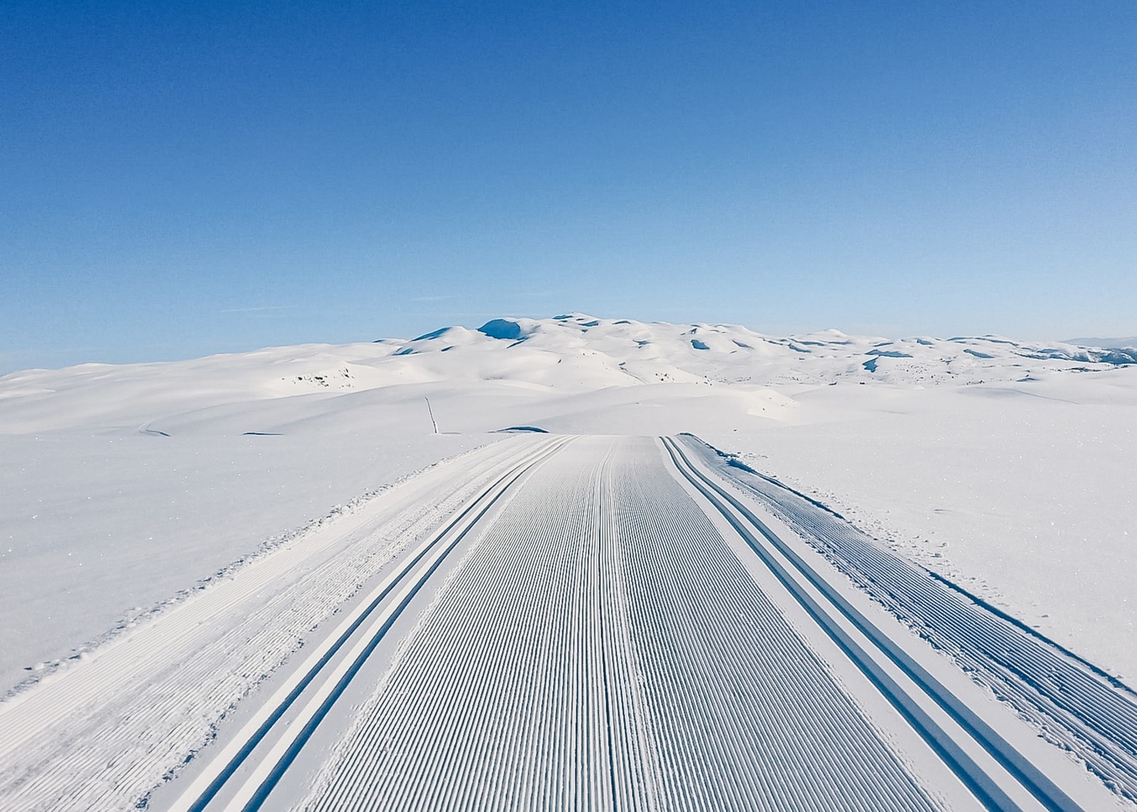 Køfrie løyper! Galleribilde