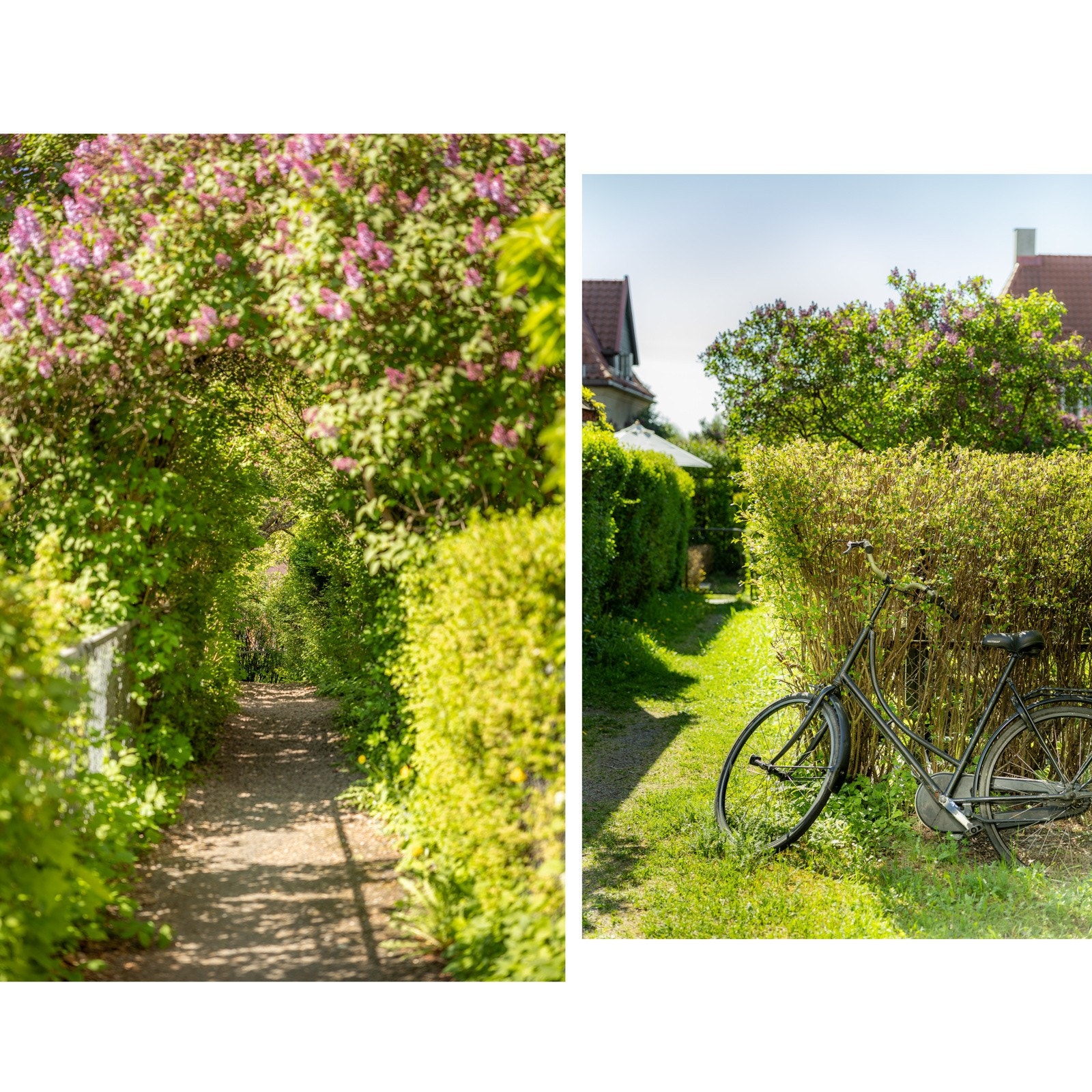 I borettslaget er det hyggelige internstier med mye vegetasjon og beplantning. Galleribilde
